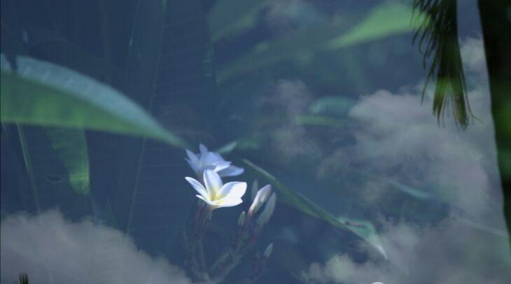 掠过“鸡蛋花”之儿时记忆