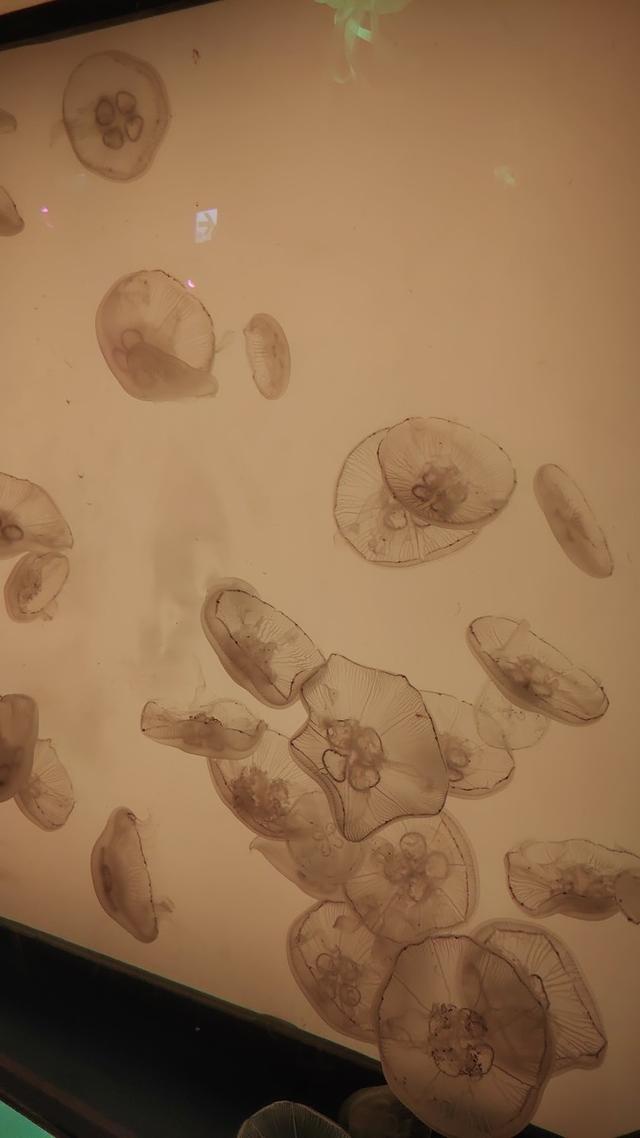 景点打卡日本名古屋乐高公园,日本名古屋乐高公园