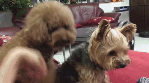 狗吃醋起来比男朋友还难哄,狗子这才是哄女朋友的正确方式