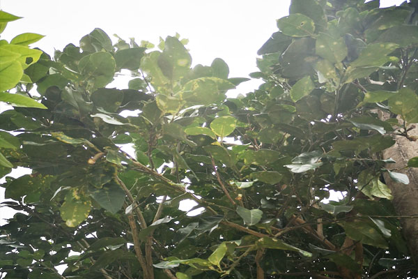 柚子树难管理吗,柚子不结果怎么管理