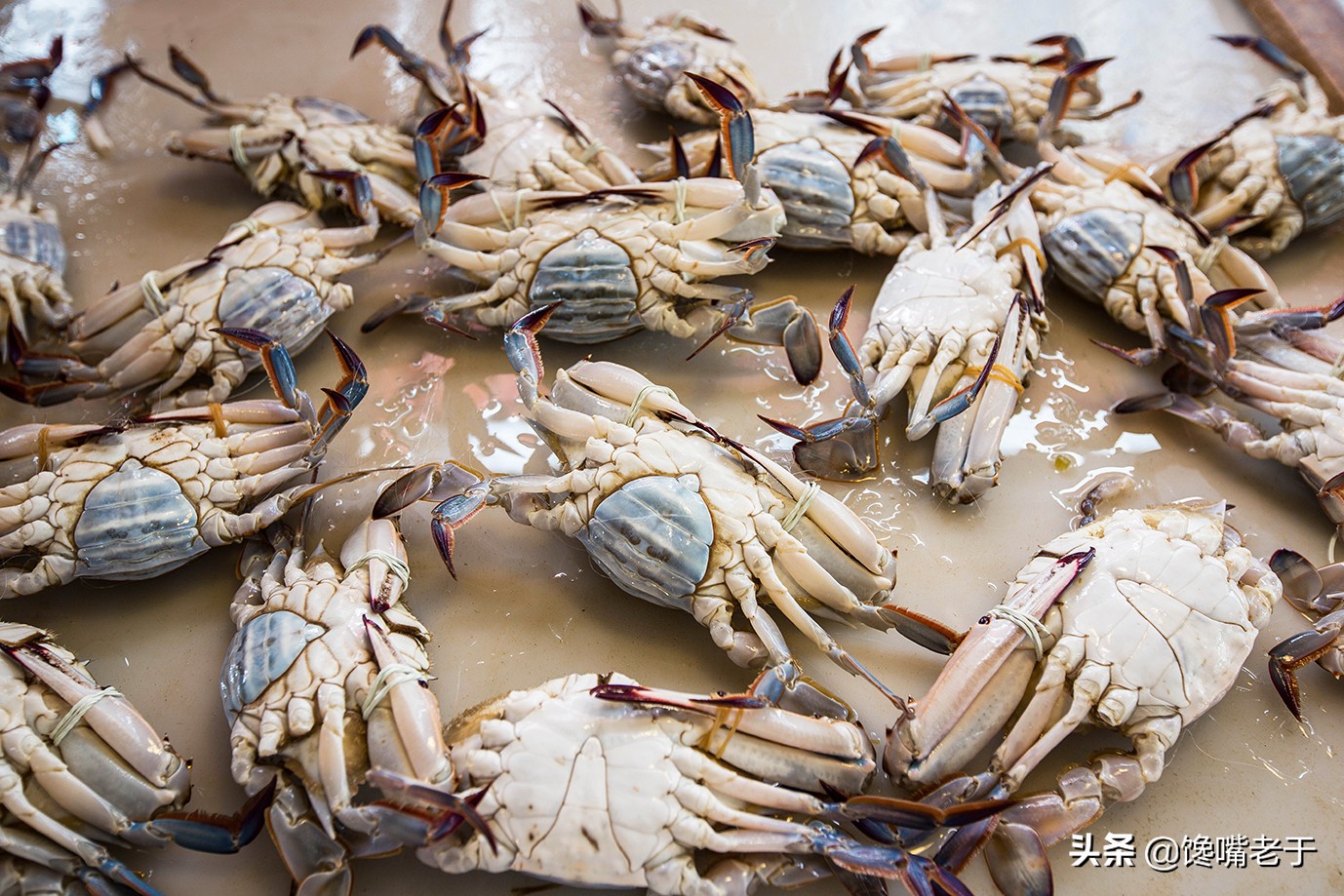 如何挑梭子蟹肥不肥,买到这种梭子蟹千万别吃不新鲜