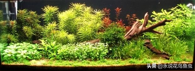 t5灯管适合鱼缸养水草用吗,水草缸t5灯管如何配置