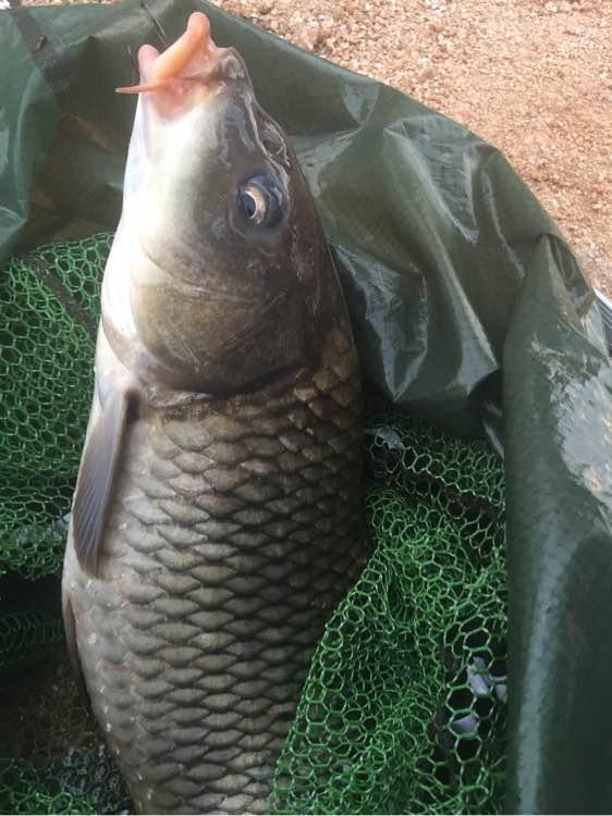 自制草鱼爆炸钩饵料配方,用小鸡饲料自制爆炸钩饵料