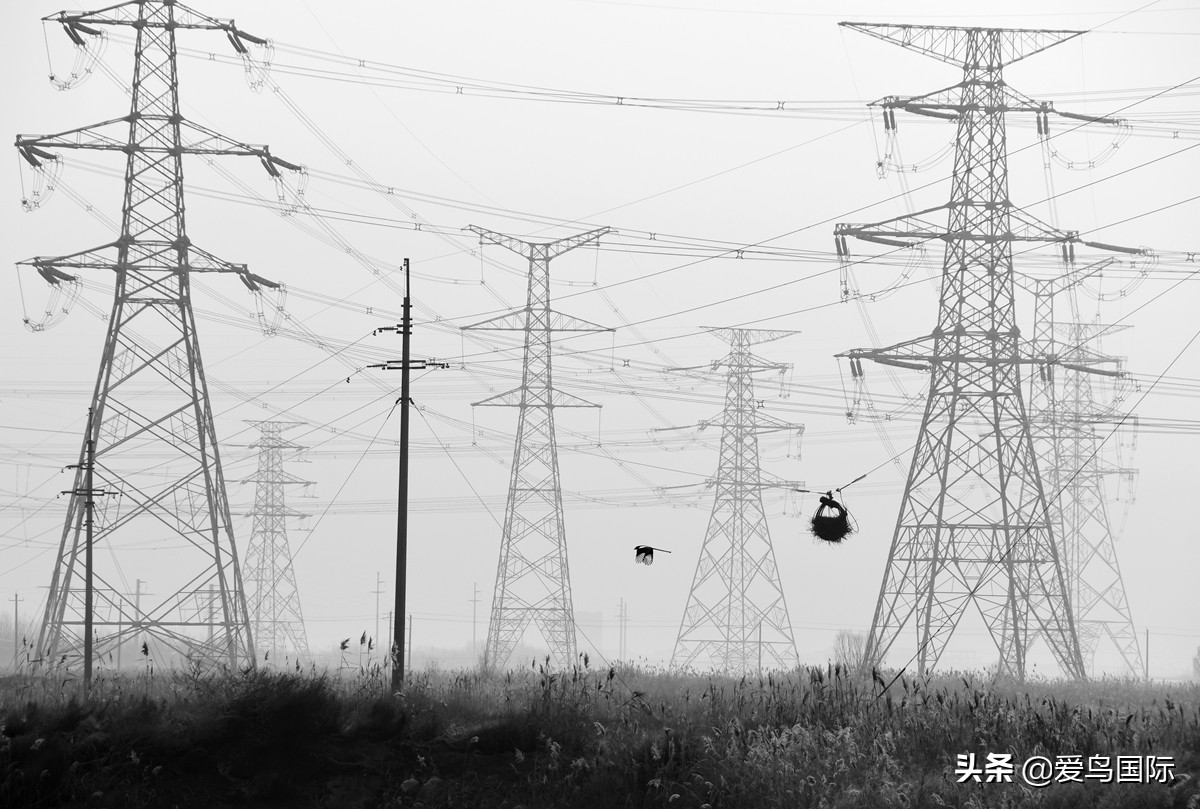 观鸟大年影片,观鸟大年在线观看