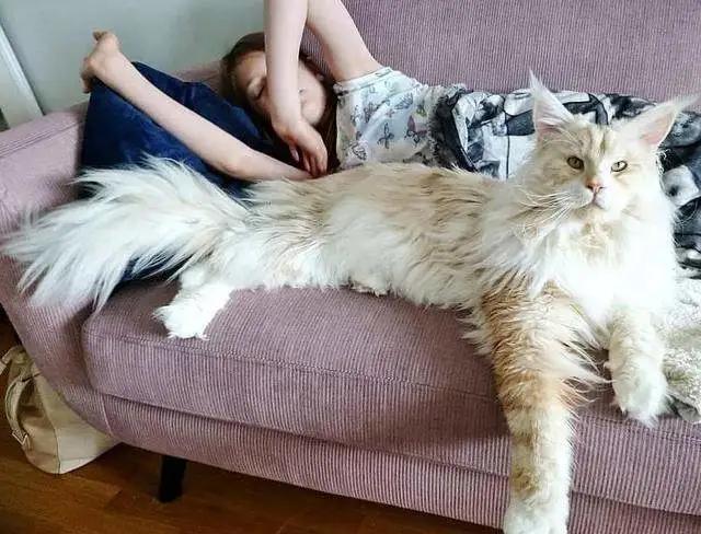 猫咪太瘦怎么办,猫咪太瘦三大解决办法