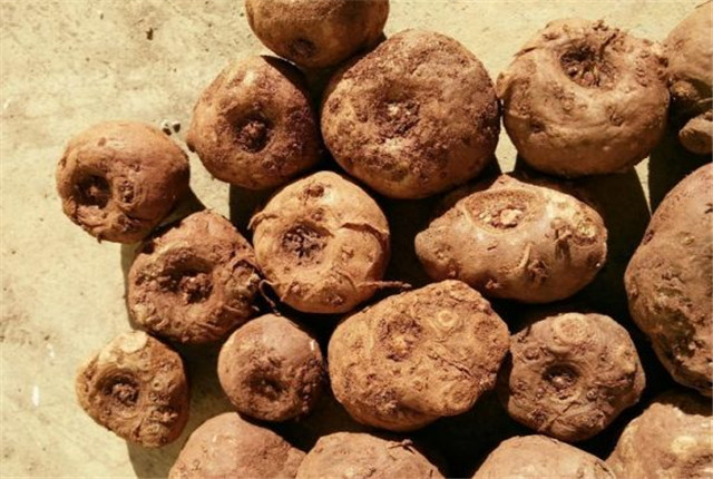 四川珠芽黄魔芋种植高产栽培技术,湖北珠芽黄魔芋种植高产栽培技术