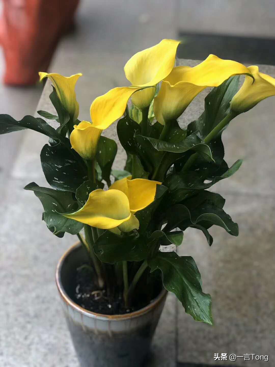 贵族版马蹄莲,高贵雅致马蹄莲