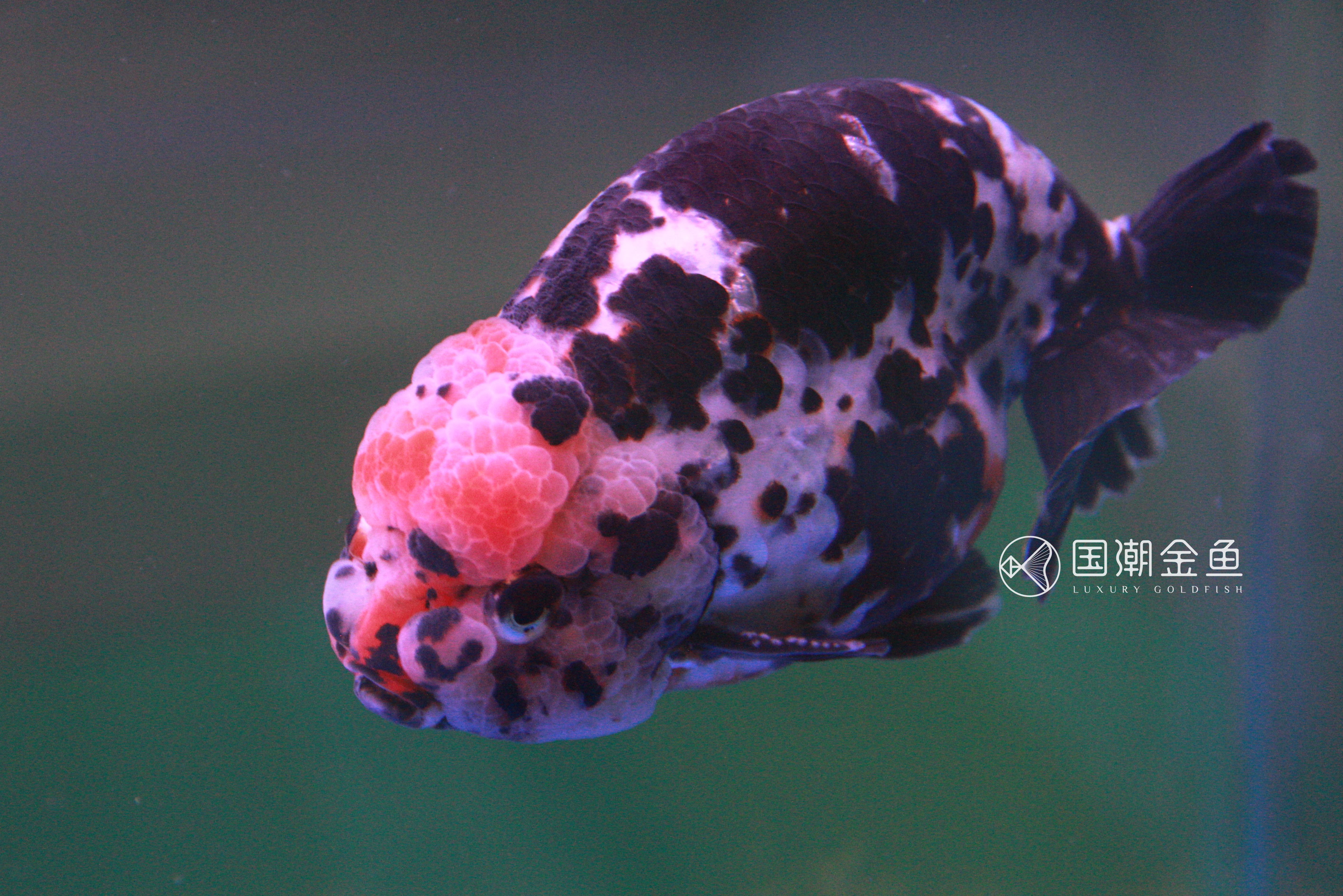 如何养金鱼保持水清澈,养金鱼怎么才能使水变清