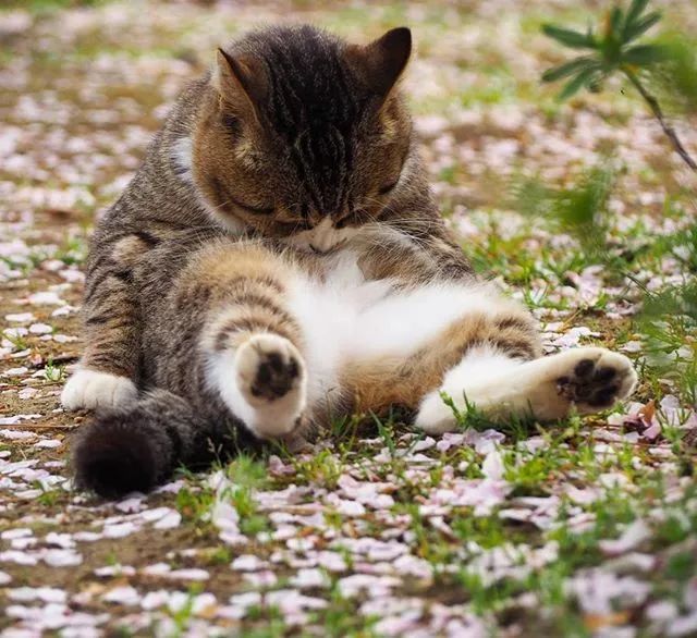 镜头下的猫视频,盘点那些可怜的流浪猫