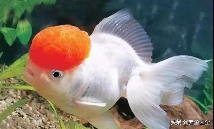 鱼儿吃不动鱼食,金鱼的另类鱼食