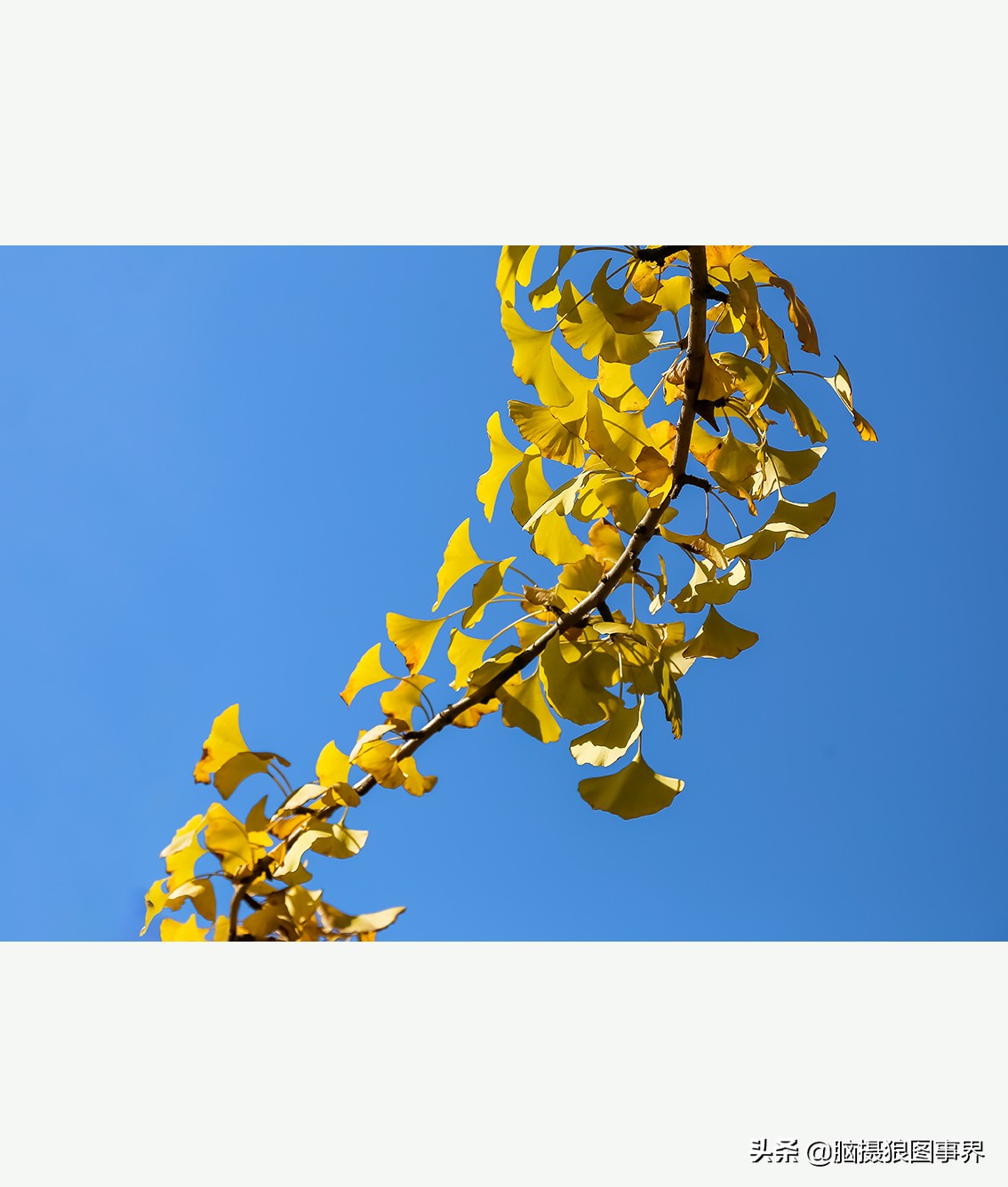 怎么拍摄好看的花和天空,如何拍出好看的天空树叶照