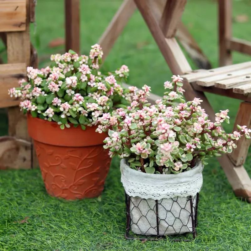 家里一定要养一盆金枝玉叶,大盆养金枝玉叶