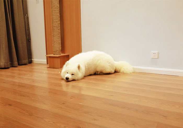 狗狗贫血缺钙怎么补最好,狗狗贫血严重除了输血还能怎么办