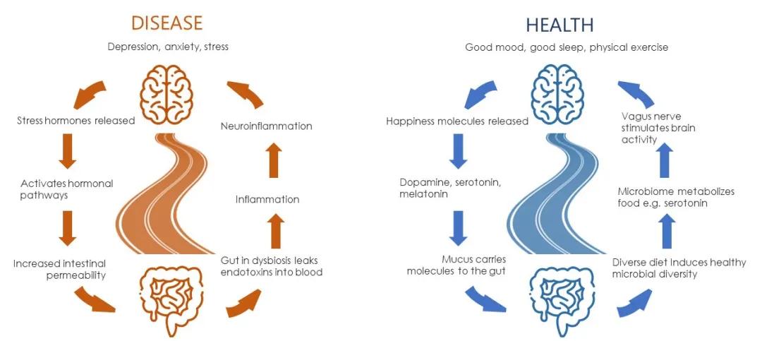肠道菌群移植治疗抑郁症,抑郁症发病在肠道怎么调整菌群