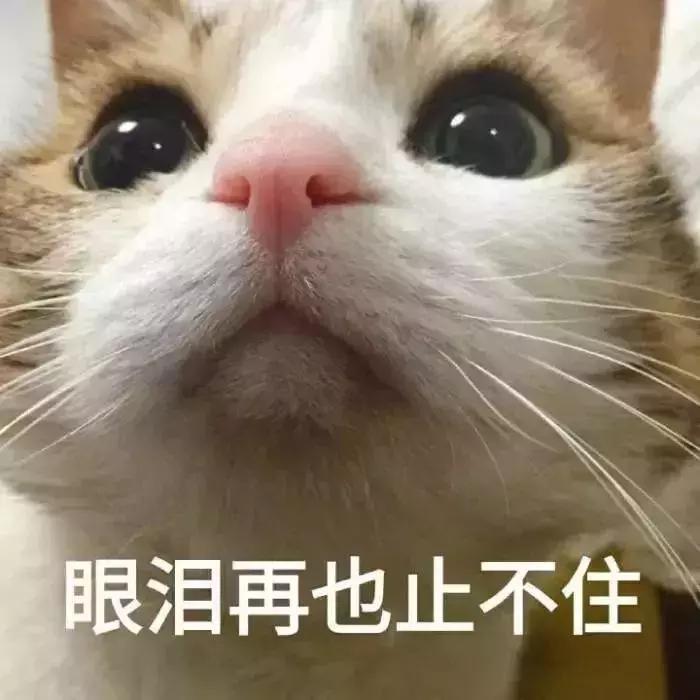 猫咪生病不吃东西只喝水怎么办,猫咪铲屎官的5种表现
