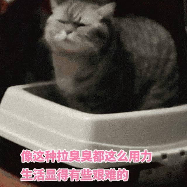 正确解决猫咪便秘的方法,猫咪便秘的症状和治疗方法