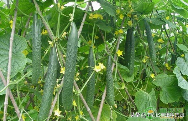 越夏黄瓜苗期病虫害有哪些,黄瓜病虫害细菌性角斑图解