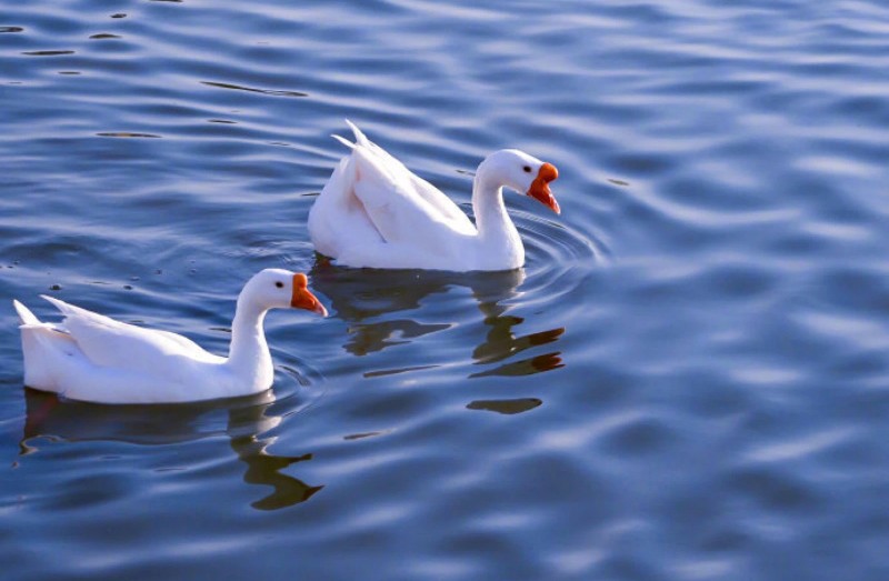 癫痫名医中医,曾俊辉治癫痫病方子