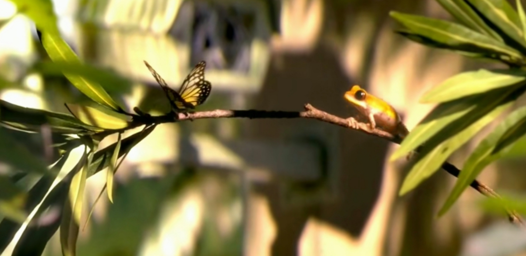 悬疑动画《花园派对》：动物狂欢背后隐藏着细思密恐的人性真相