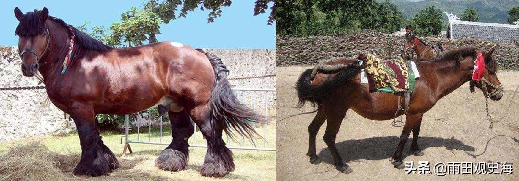 日军各个等级师团编制及火力配备,日军师团全史