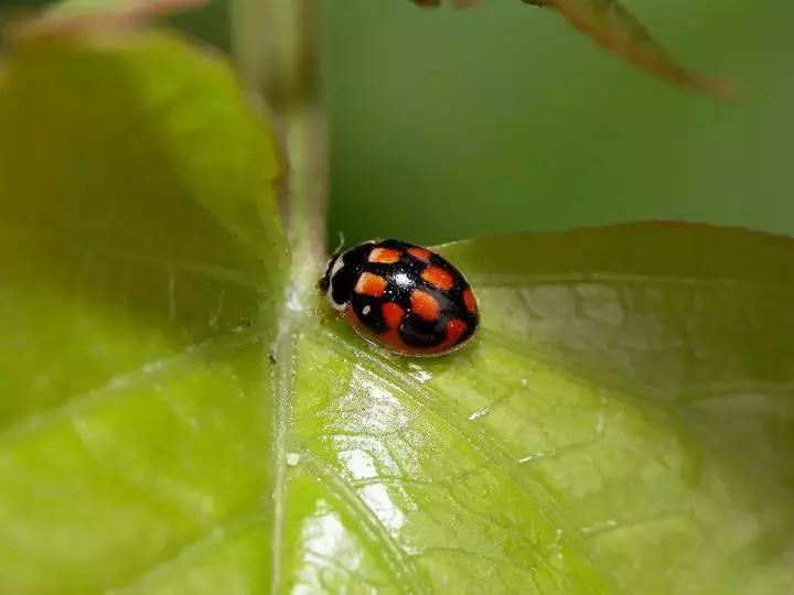 柑橘粉蚧虫图解,柑橘食蝇虫图片