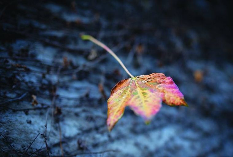 原创诗词七绝新韵,原创诗词五言绝句