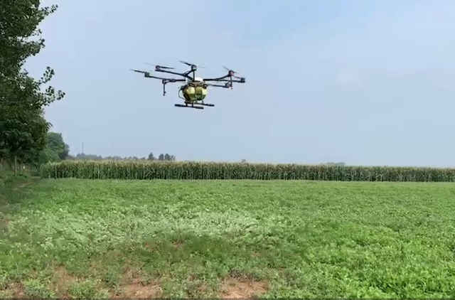 艾草种植经济价值,艾草加工致富新模式
