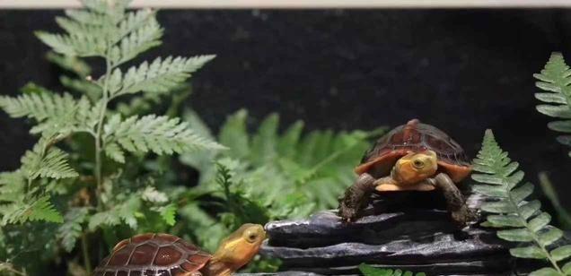 黄缘苗底板为什么会软,黄缘龟苗壳软怎么回事