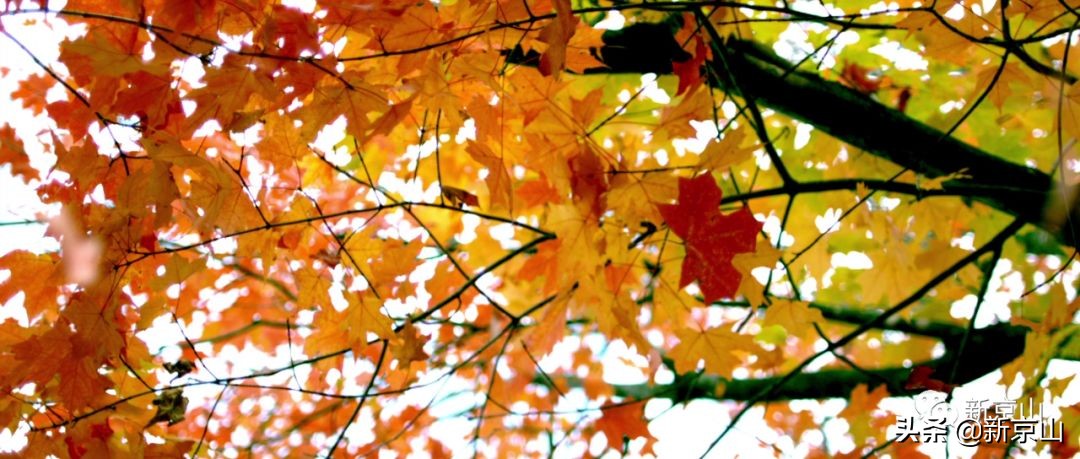 京山凉爽的旅游景点有哪些,生态京山景点