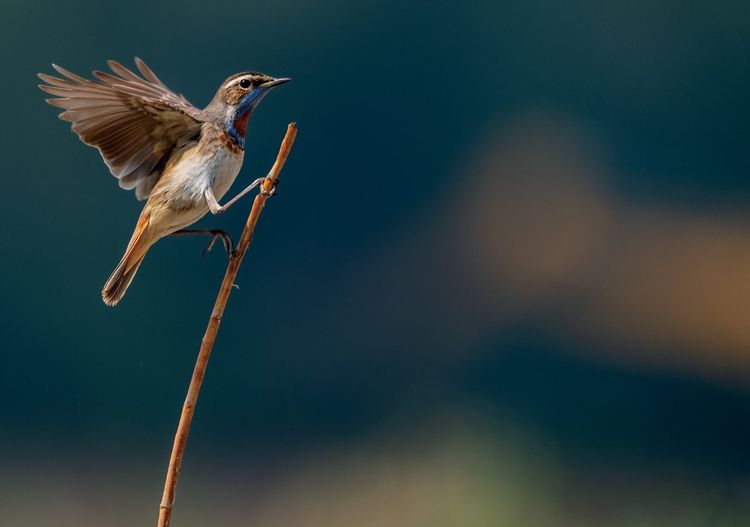 情人岛拍摄地点,情人岛航拍视频