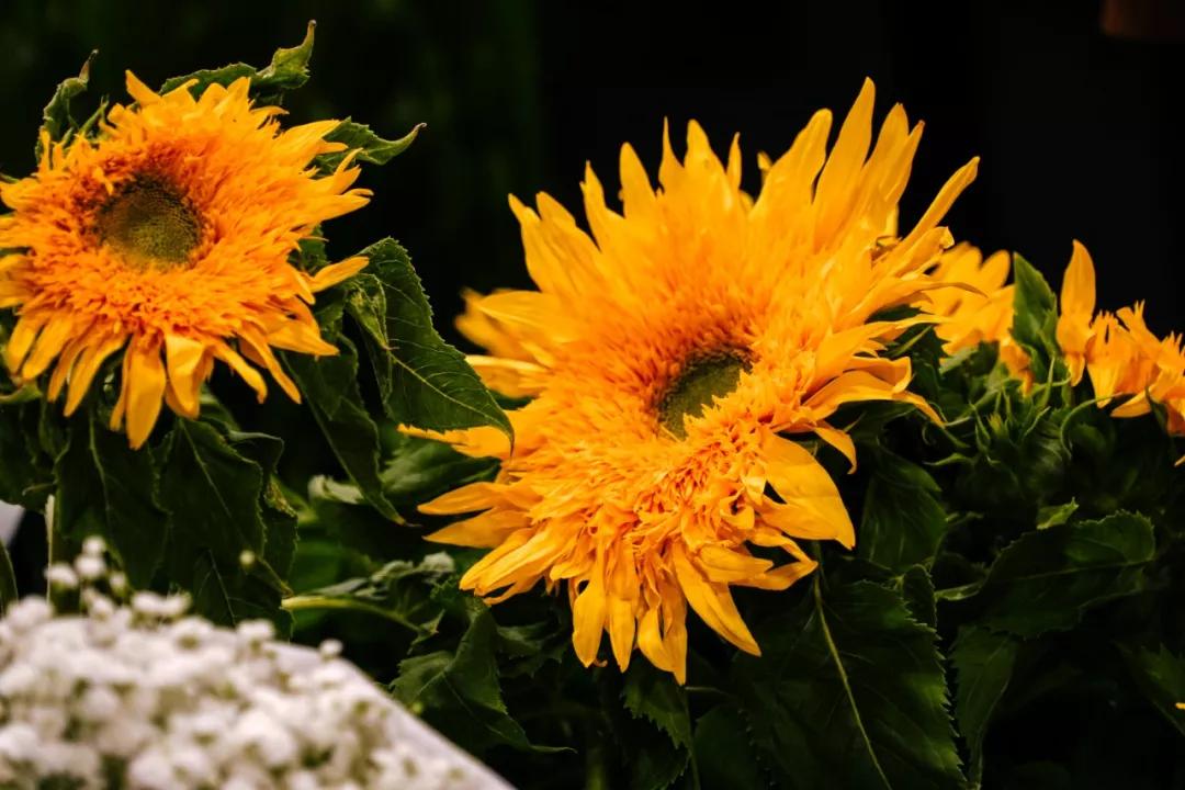 汉中门花市,汉中门花市价格