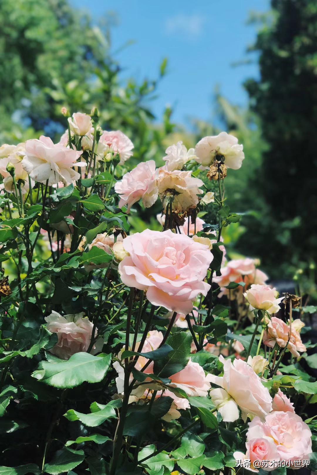 头皮护理用什么洗发水最好,油性细软扁塌洗发水推荐2021年