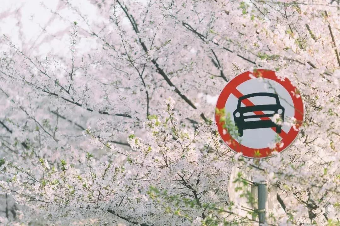 安家大结局有多少集,安家大结局解说