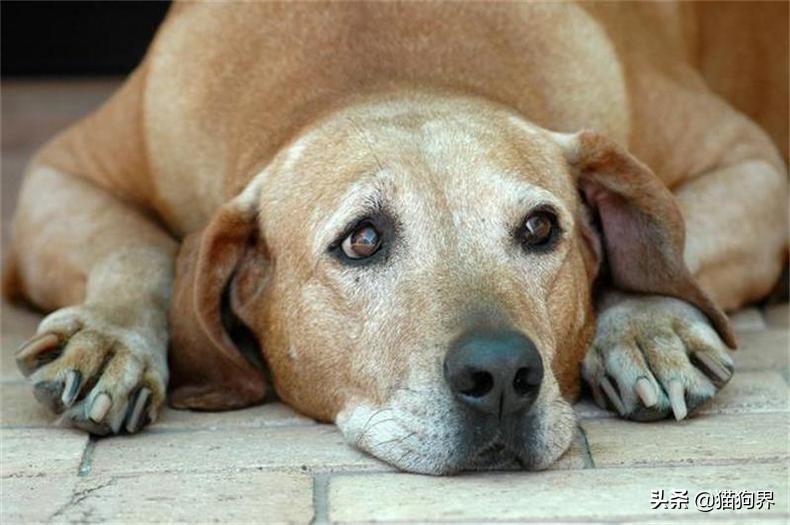 狗狗便臭口臭什么原因,狗狗能不能用猫砂解大便啊