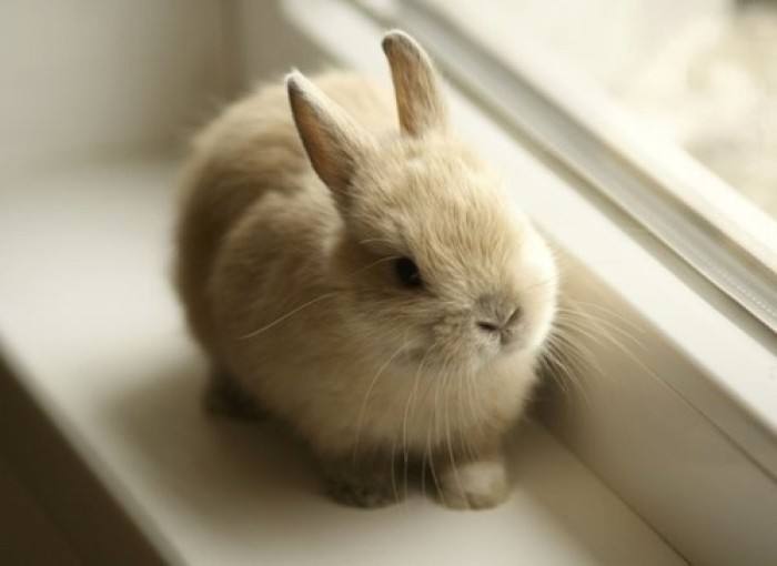 兔兔怕掉毛吗,兔兔眼睛红肿结痂毛掉了怎么回事