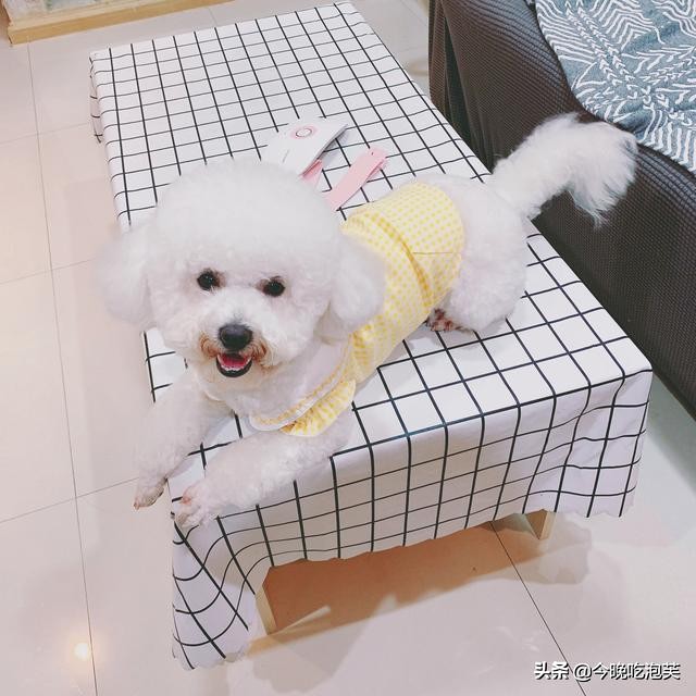 如何让比熊犬的毛变漂亮,比熊犬怎么让毛发蓬松顺滑