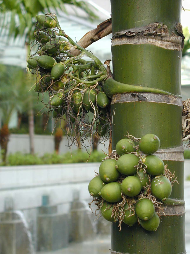 湖南人爱吃槟榔的由来 (槟榔的食用历史由来)