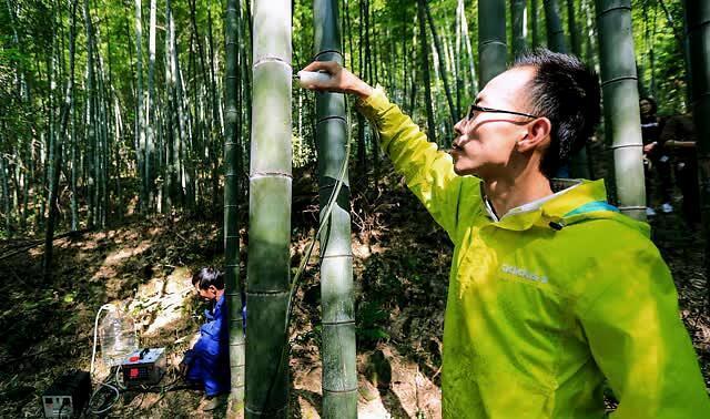 红极一时竹筒酒突然消声,最知名真正的竹筒酒