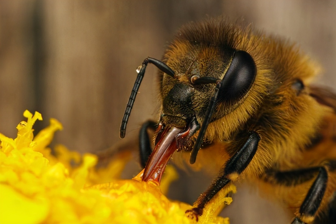 执“蜜”不悟，润口蜂蜜应该怎么挑？
