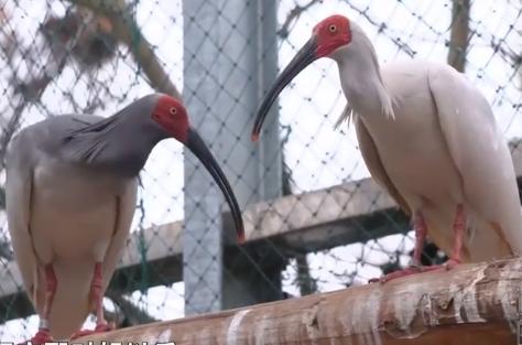 东方宝石2020年版本,东方宝石濒临灭绝