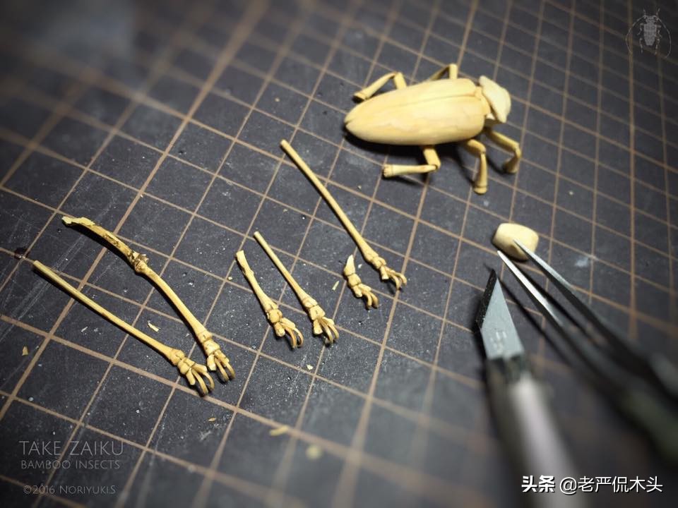 昆虫标本树脂竹节虫,昆虫标本制作竹节虫