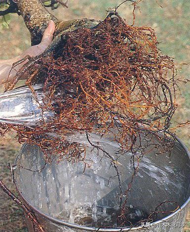 月季新手种植教程,购苗、修剪、施肥、浇水、喷药,手把手教你