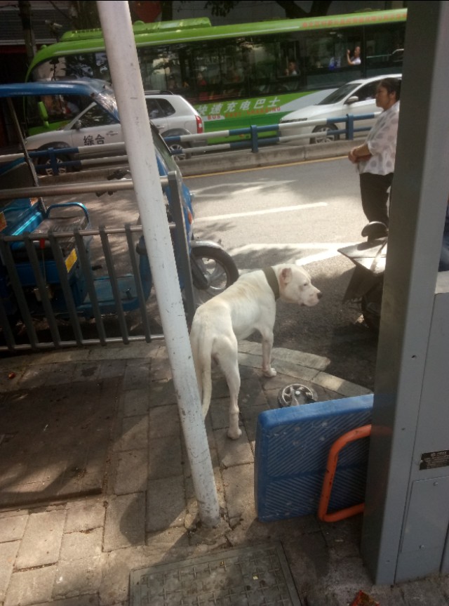 重庆渝北附近的猫狗市场,重庆九龙坡猫狗市场