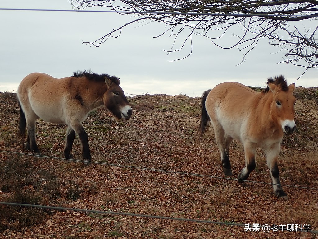 果真这么豪横？我国卖万元一匹，澳大利亚猎杀1万匹野马还嫌不够
