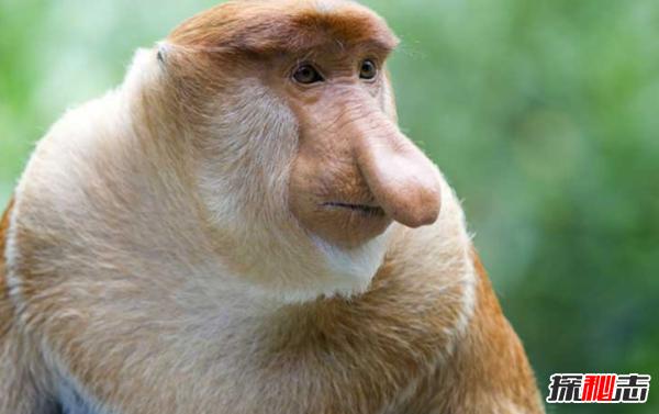 了解巴西简介,了解一下巴西的原始森林