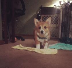 可爱可奶呆萌的小奶狗,可爱呆萌小奶狗