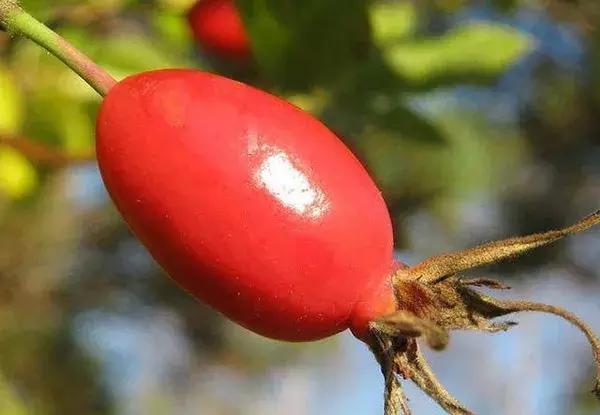 蔷薇月季玫瑰哪种最好养,蔷薇月季玫瑰区别是什么