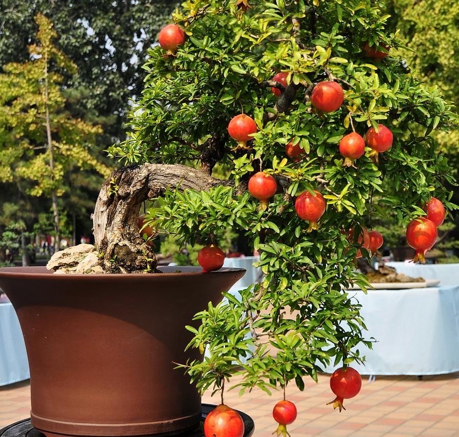 怎么养护石榴盆栽才能开花结果,石榴盆栽造型和养护方法图片