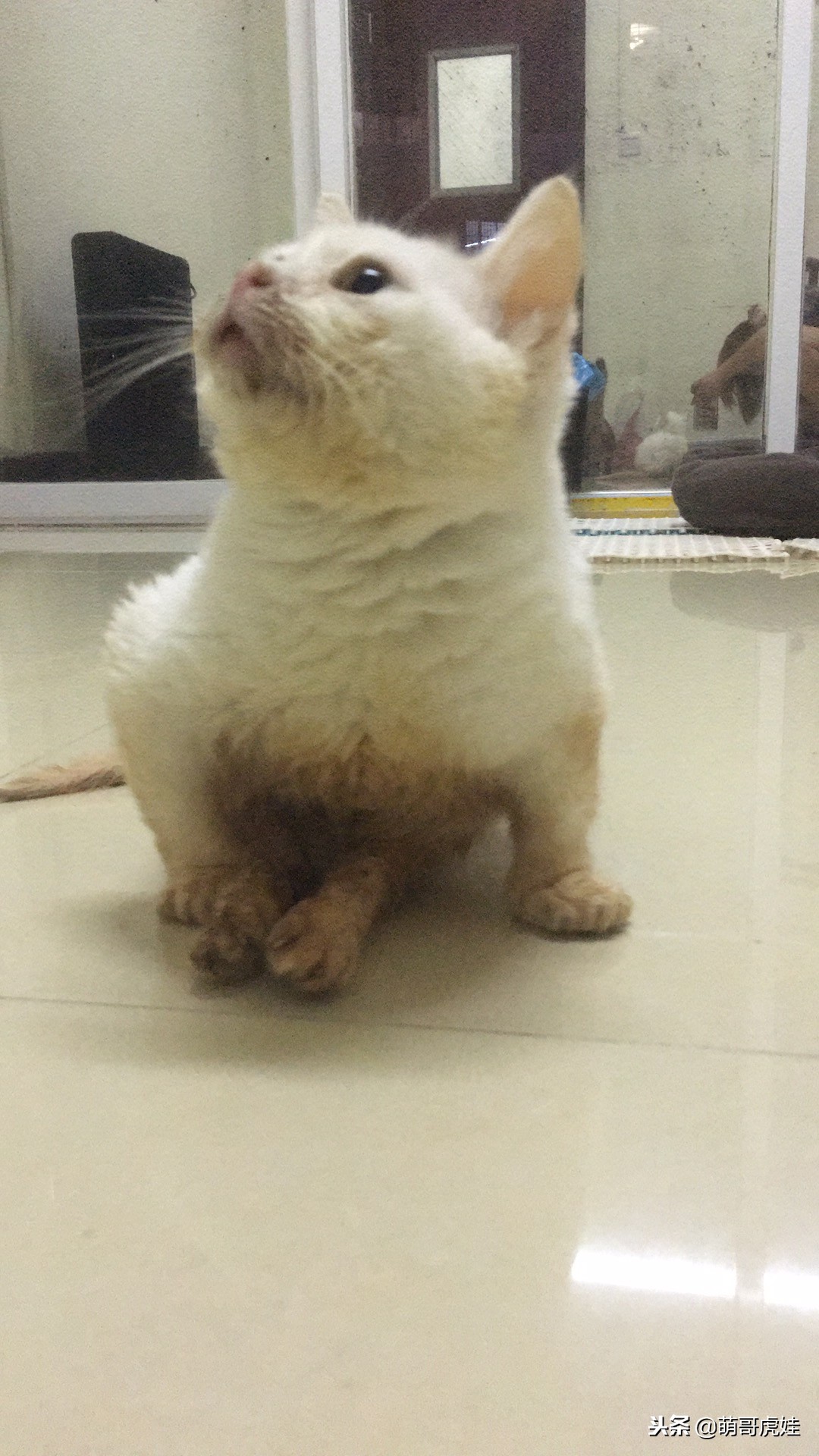 猫咪后腿突然站不起来了,猫咪后腿无力走路不稳一直叫