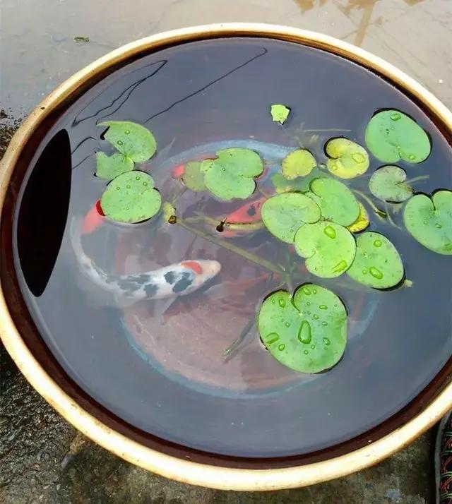 老式水缸种花一定要打孔吗,旧水缸种花怎样打孔